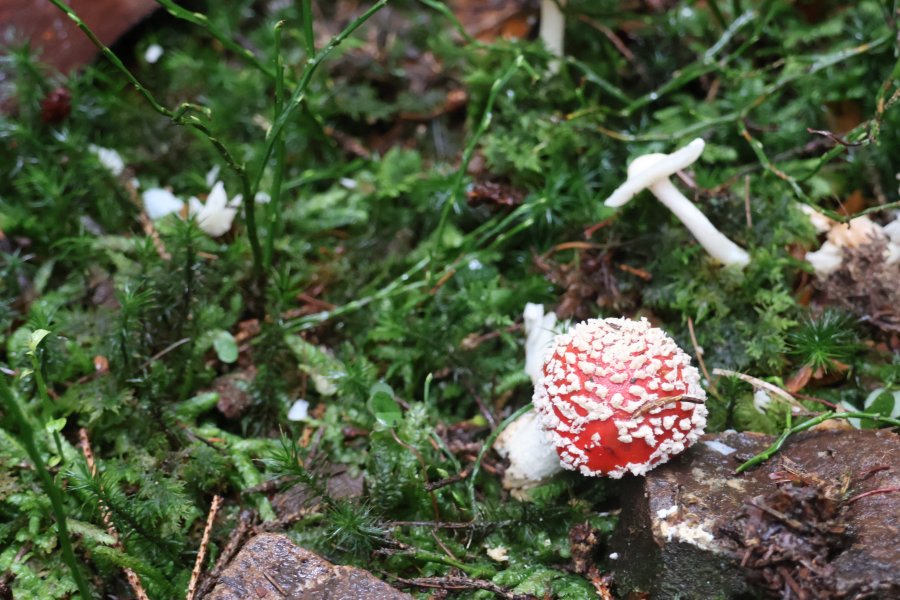 Causes communes, un espace d'échange où d'autres mondes sont possibles #628